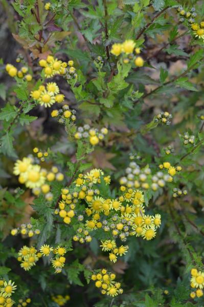 Chrysantheme, Nangking- (Pflanze)